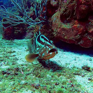 Nassau grouper