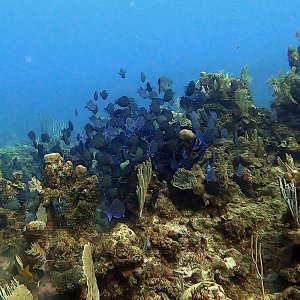 School of blue tang