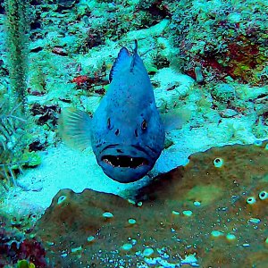 Tiger grouper
