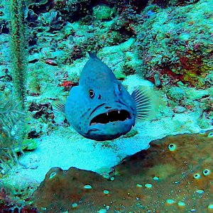Tiger grouper