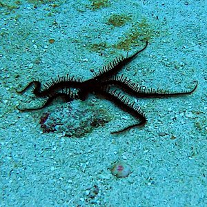 Brittlestar or Crinoid