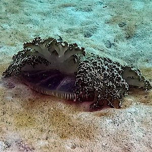 Mangrove upsidedown jellyfish