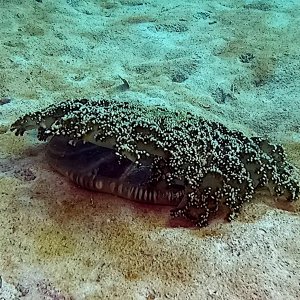 Mangrove upsidedown jellyfish