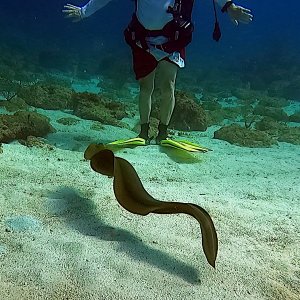 Green moray eel