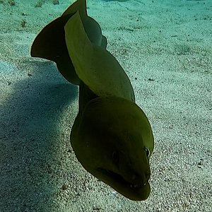 Green moray eel