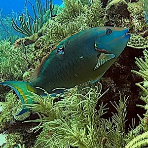 Wounded stoplight parrotfish