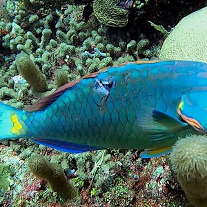 Wounded stoplight parrotfish