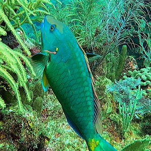 Stoplight parrotfish