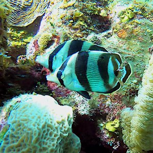 Pair of banded butterflyfish