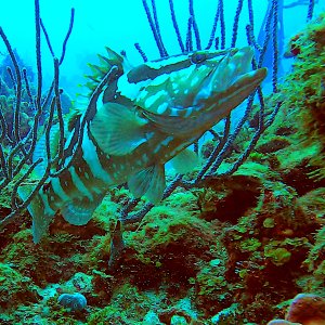 Nassau grouper
