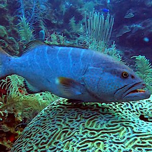 Tiger grouper