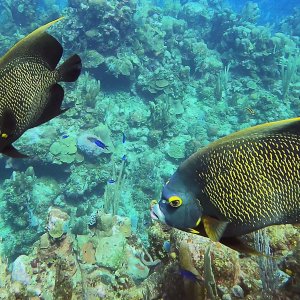 Pair of french angelfish