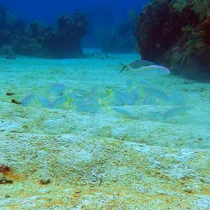 Group of yellowtail goatfish foraging