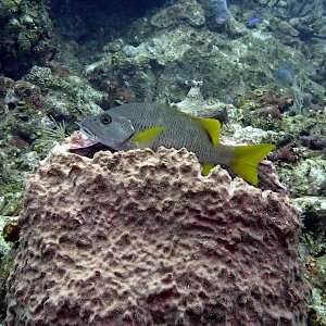 Schoolmaster in barrel sponge