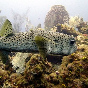 Spotted burrfish