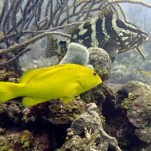 Yellow coney grouper
