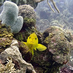 Yellow coney grouper
