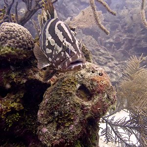 Nassau grouper