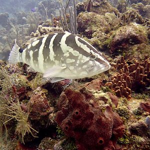 Nassau grouper