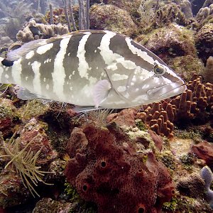 Nassau grouper