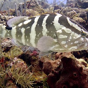 Nassau grouper