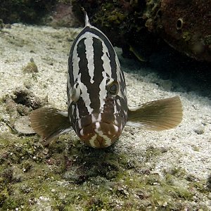 Nassau grouper