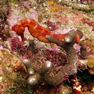 Seahorse