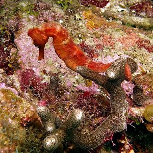 Seahorse