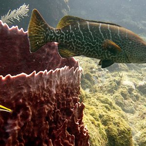 Tiger grouper