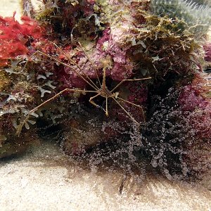 Spider crab