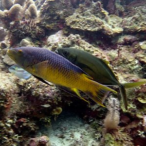 Spanish hogfish