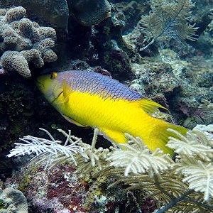 Spanish hogfish