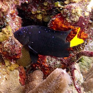 Yellowtail damselfish