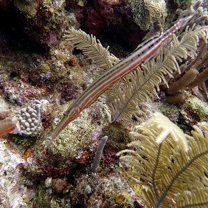 Trumpetfish
