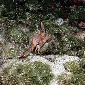 Ocellate swimming crab