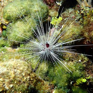 White urchin