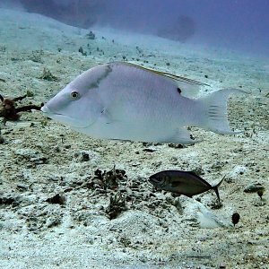White hogfish