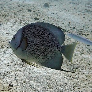 Gray angelfish with sand tilefish
