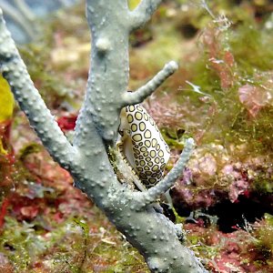 Flamingo tongue