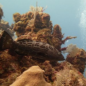 Black grouper