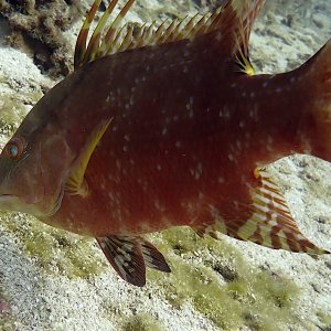 Red hogfish