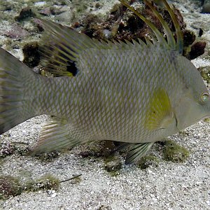 White hogfish
