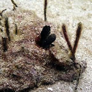 Sailfin blenny