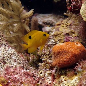 Juvi threespot damselfish