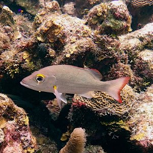 Mahogany snapper