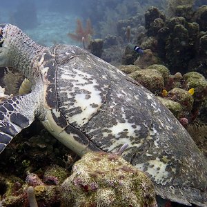 Hawksbill turtle