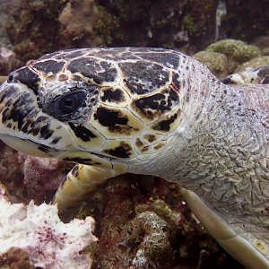 Hawksbill turtle