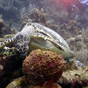 Hawksbill turtle