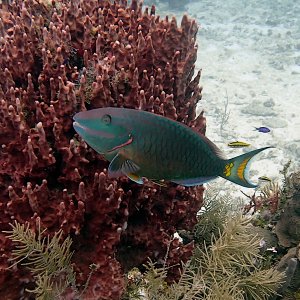 Stoplight parrotfish