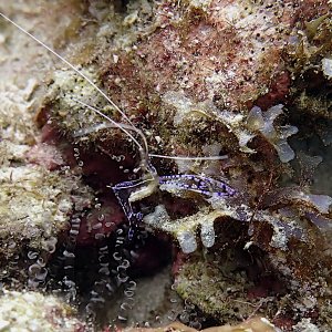 Pederson cleaning shrimp